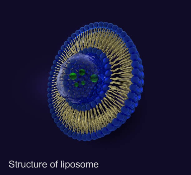 2002: A Revolution in Cosmetology — The Creation of the First Liposome CSW 1 by Wamiles